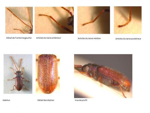 Dryophilus sp.